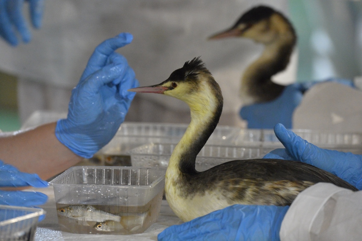 Для оснащения мобильной лаборатории по сушке птиц, где могут оказать ветеринарную помощь в реабилитации пострадавших животных, будут закуплены инструменты и стройматериалы