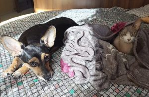 Поместятся два взрослых питомца: депутаты хотят ограничить количество животных в квартире