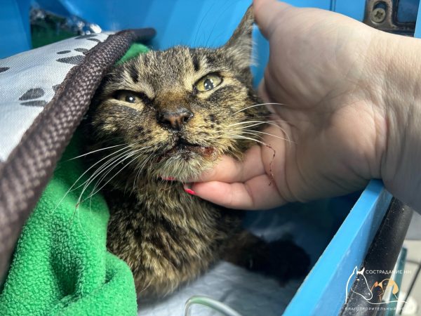 Нижегородские ветеринары спасают кошку, попавшую под машину