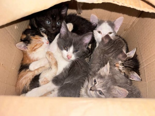 Зооволонтеры «Сострадания» присоединились к спасению котят из живодерни