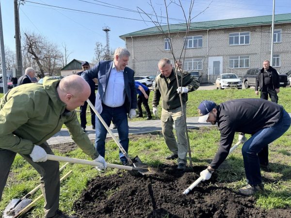 В Харцызске в сквере «Нижегородский» высадили аллею в честь 80-летия Победы
