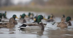 В Нижегородской области стартовал весенний сезон охоты на пернатую дичь