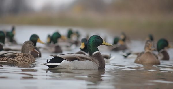 В Нижегородской области стартовал весенний сезон охоты на пернатую дичь