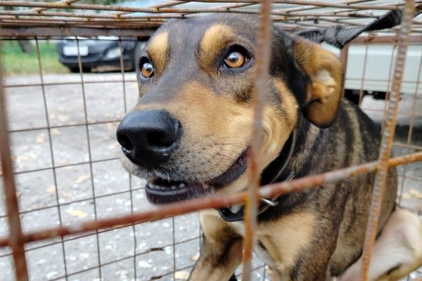 Инвестиционные льготы разработаны для будущих владельцев приютов для животных