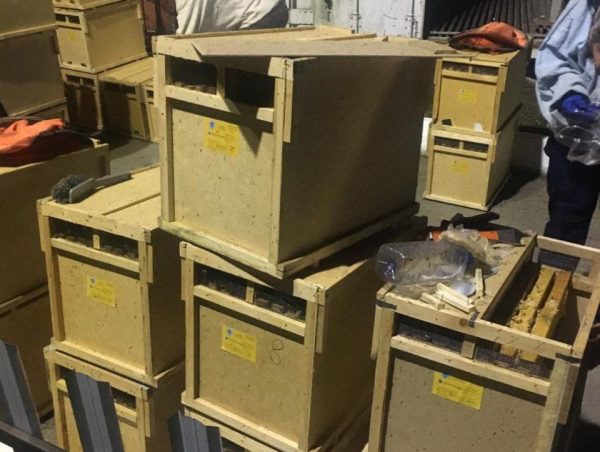 Партию опасных пчел задержали на территории Нижегородской области