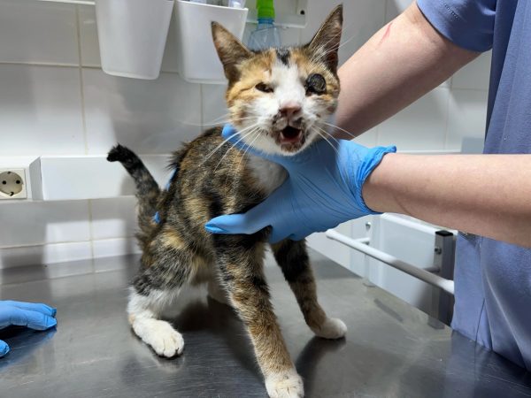 Нижегородские ветеринары спасают умирающую кошку