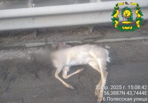 В Сормове нашли водителя, который сбил косулю
