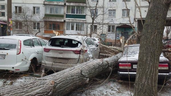 Дерево упало на припаркованные машины на улице Акимова
