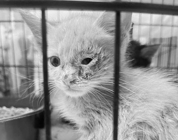 Один из котят, которого спасли из нижегородской живодерни, умер