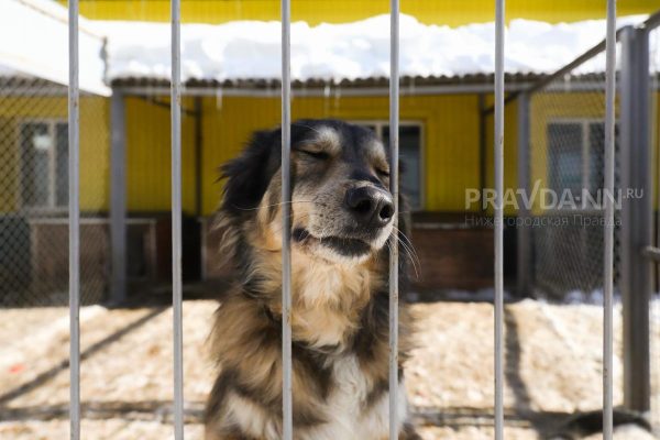 Глава «Сострадания НН» осудил закон об эвтаназии бездомных животных