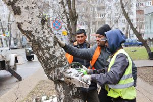Разбираемся, в чьей зоне ответственности находится растительность во&nbsp;дворе