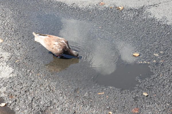Нижегородский фенолог Любов рассказал об особенностях погоды в августе