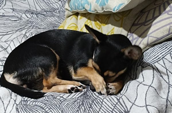 Кинолог Голубев рассказал, почему собачникам лучше отказаться от «лапикюра»