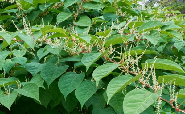 Агроном Воробьёв рассказал, как бороться с разрушающими фундамент сорняками