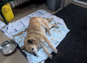 Собака Лавочка, которую выбросили у нижегородского приюта, скончалась