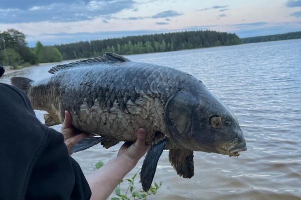 Гигантского карпа обнаружили на берегу реки в Выксе