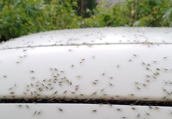 Летающие насекомые наводнили улицы Дзержинска