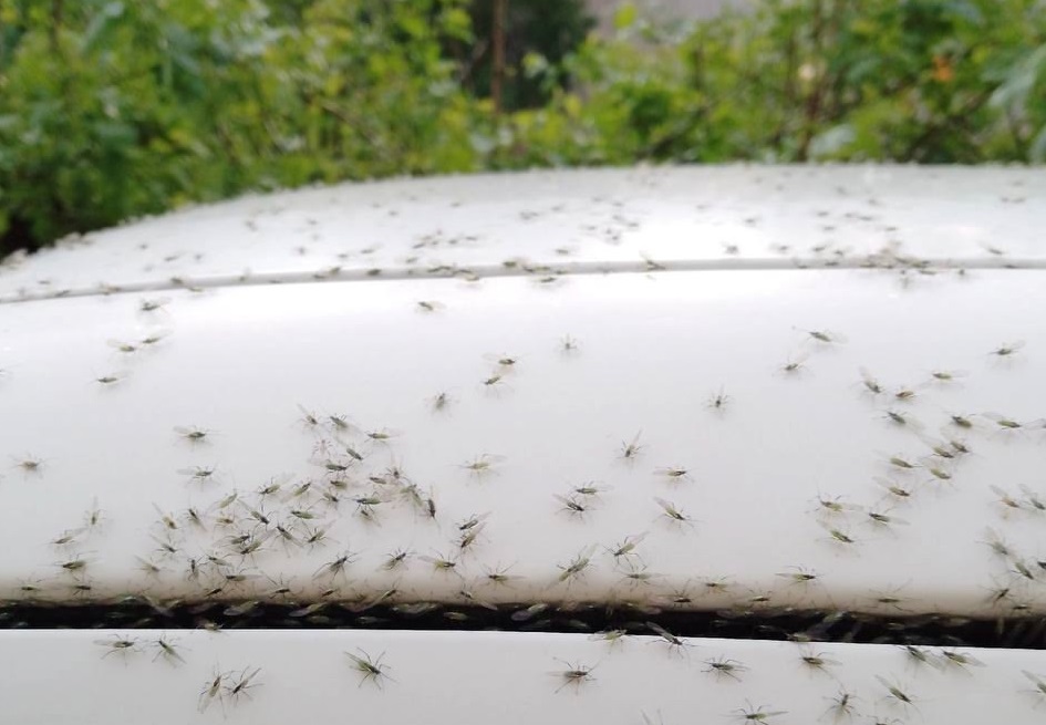 Экологи рассказали, в чем причина нашествия насекомых в Дзержинске