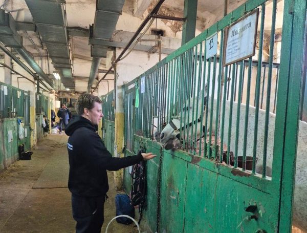 Девочкам, которые издевались над лошадью, продлили приказ об отстранении от занятий