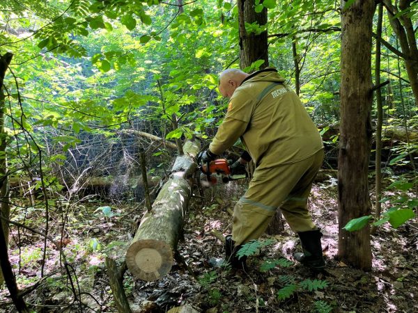 От неликвидной древесины в Богородском округе очистили 1,6 гектара леса