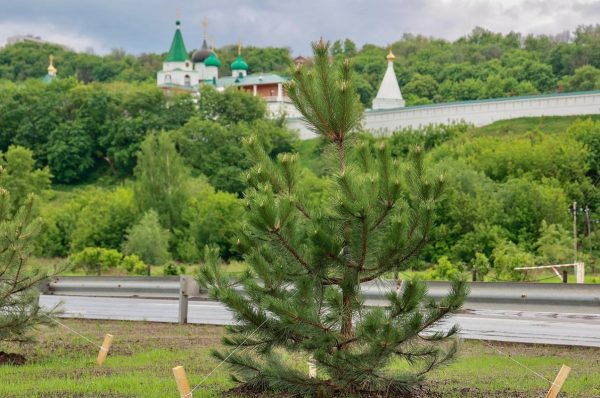 На набережной Гребного канала досрочно завершили посадку деревьев и кустарников