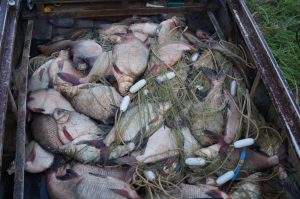 Более 200 браконьерских сетей изъято из водоемов во&nbsp;время весеннего нереста