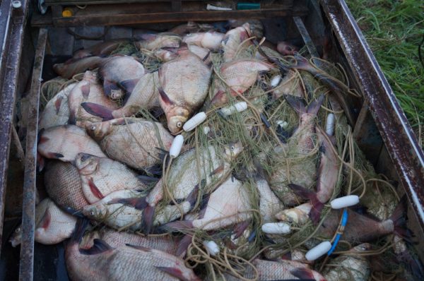Более 200 браконьерских сетей изъято из водоемов во&nbsp;время весеннего нереста