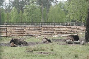 Анастасия Красушкина