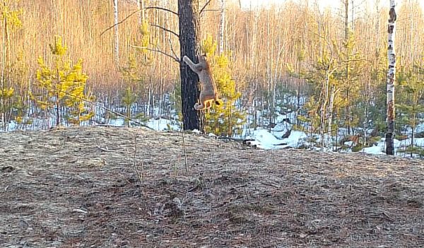 Игривые рыси попали в объектив фотоловушки в Керженском заповеднике