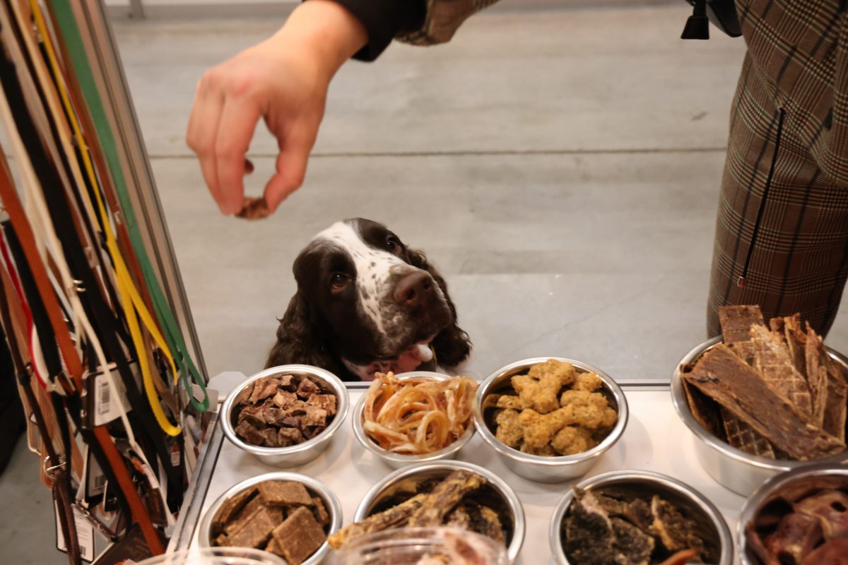 Кинолог Голубев рассказал, какие продукты могут быть ядом для собаки