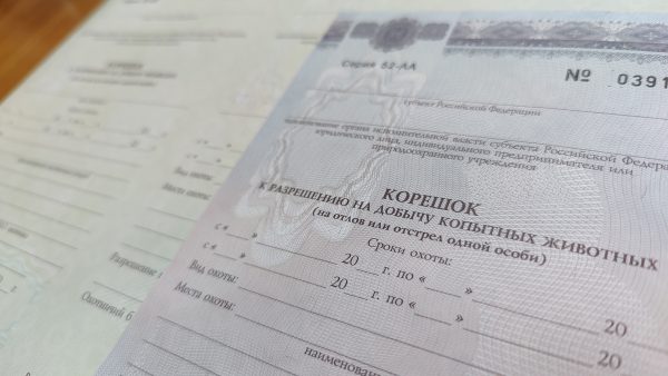 Стартовал прием заявлений на жеребьевку для добычи копытных животных и медведя