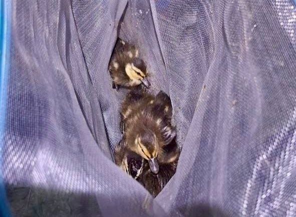 Шесть утят достали из колодца на улице Деловой в Нижнем Новгороде