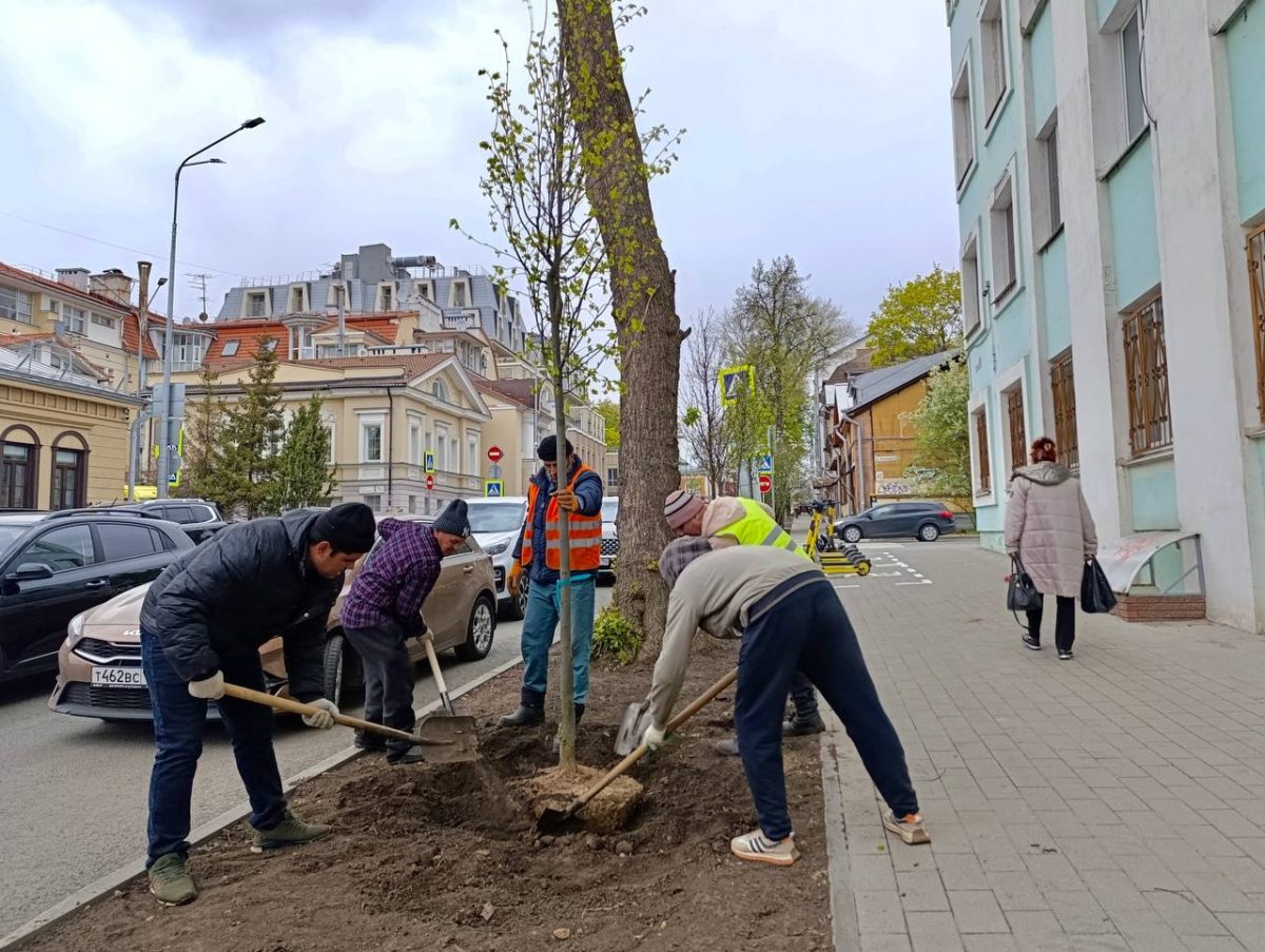 На центральных улицах Нижнего Новгорода высадят более 100 новых деревьев