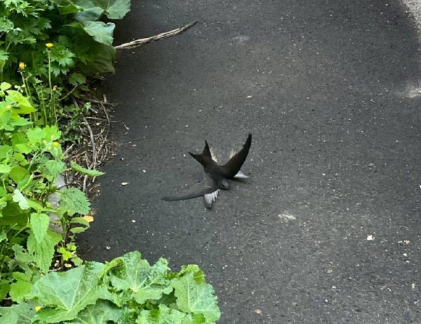 Нижегородский орнитолог спасла двух сцепившихся в схватке стрижей
