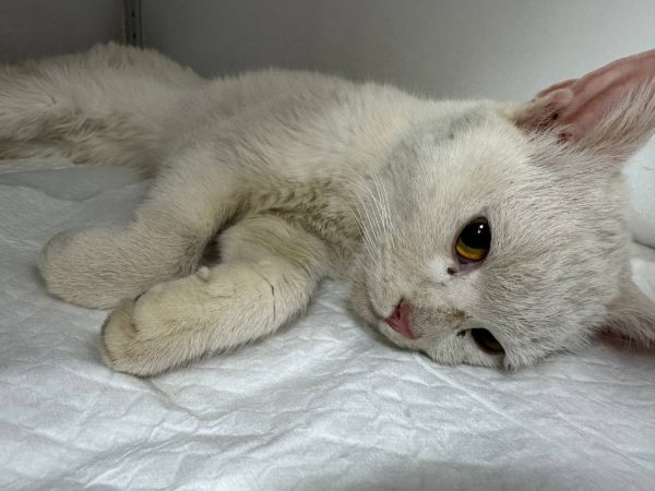 Белый кот, которого спасли от падения с 10-го этажа в Сормове, скончался