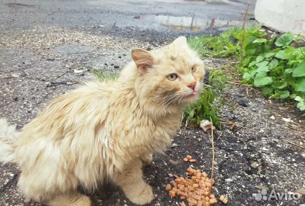 Нижегородец ищет новый дом для брошенного кота Левушки
