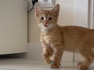 Котику с необычной лапкой ищут дом в Нижнем Новгороде