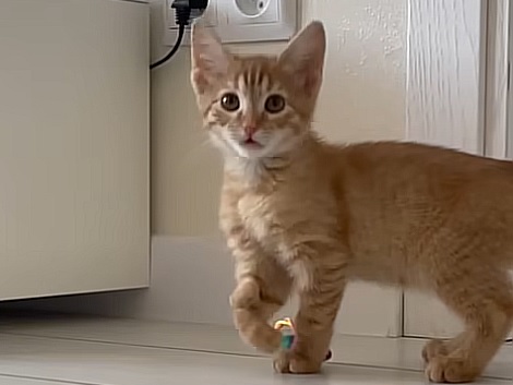 Котику с необычной лапкой ищут дом в Нижнем Новгороде