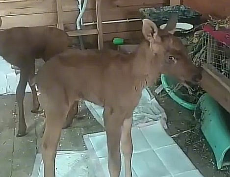 Потерявшегося лосенка спасли в Варнавинском округе