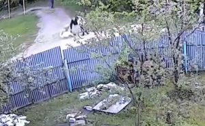 Собака покусала 11-летнюю школьницу в Автозаводском районе