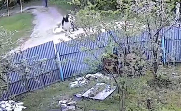 Собака покусала 11-летнюю школьницу в Автозаводском районе