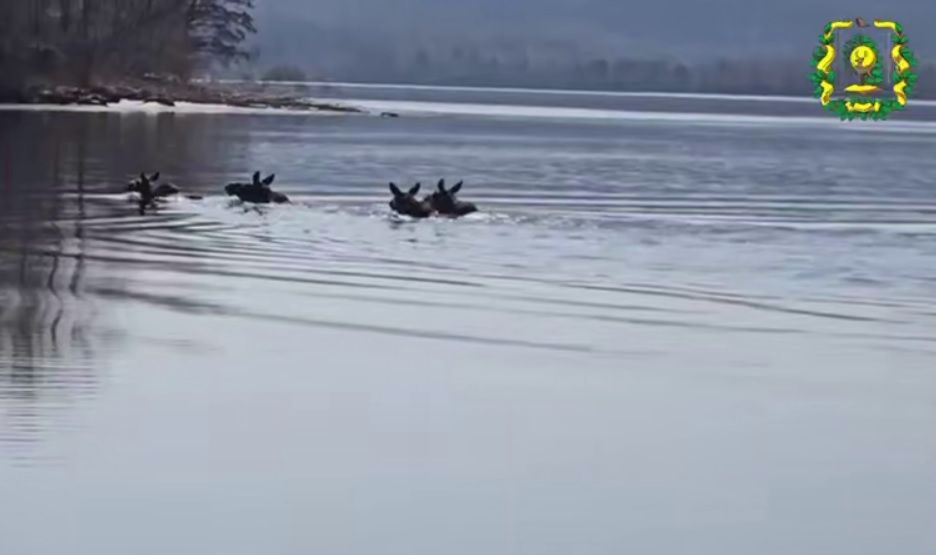 Грациозный заплыв лосей в Воротынском районе попал на видео