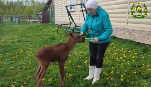 Нижегородцам рассказали, почему в городе участились встречи с лосями