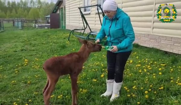 Нижегородцам рассказали, почему в городе участились встречи с лосями