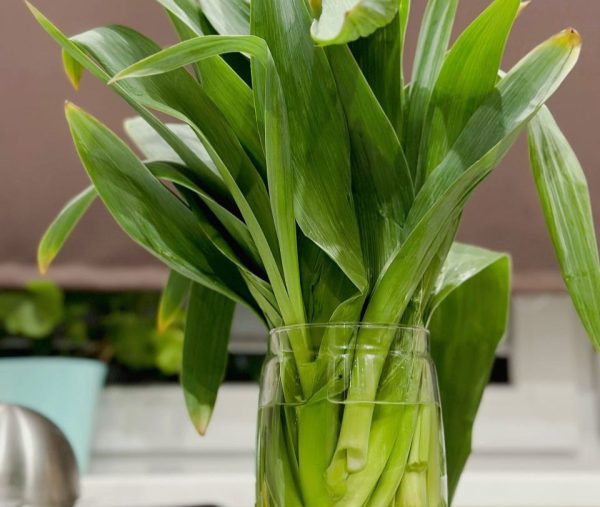 В России участились случаи отравления чемерицей, которую путают с черемшой