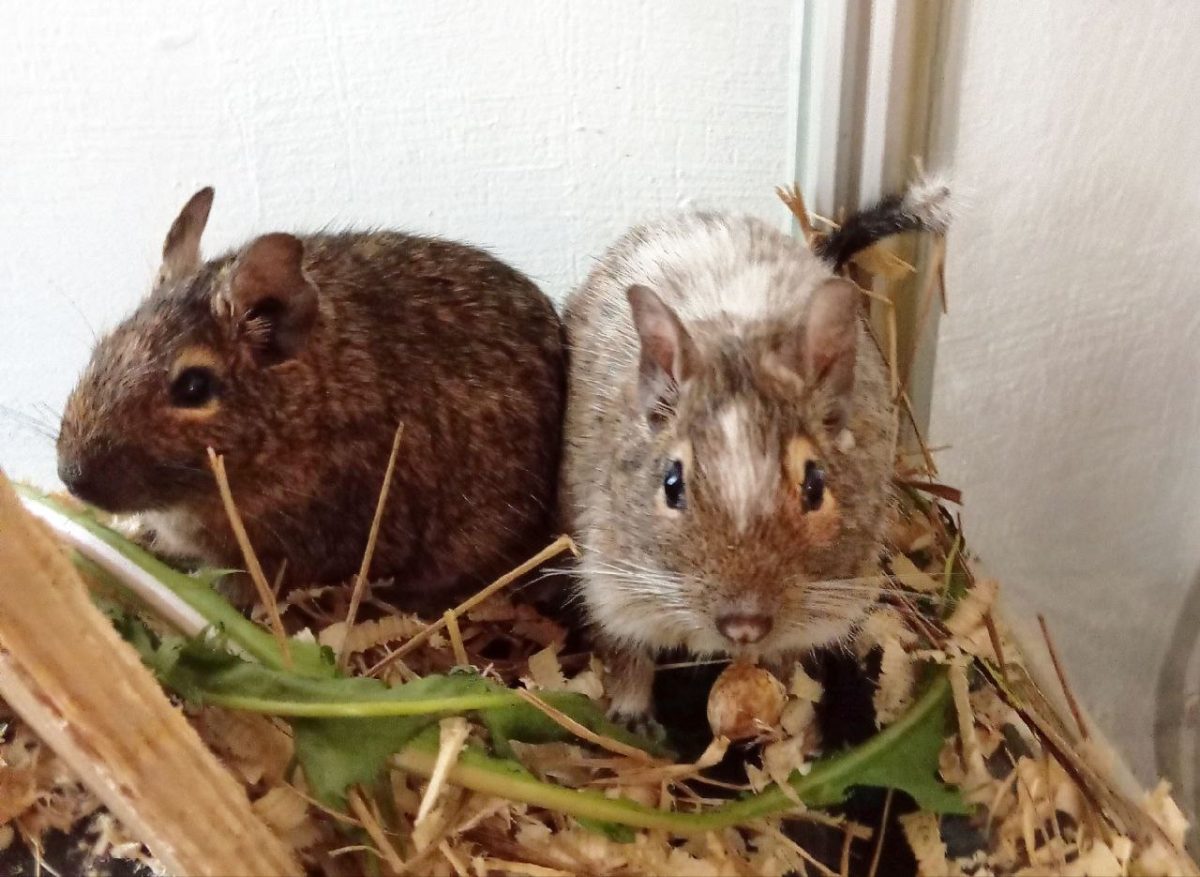 Две самки дегу из зоопарка «Лимпопо» обрели новый дом в Керженском заповеднике