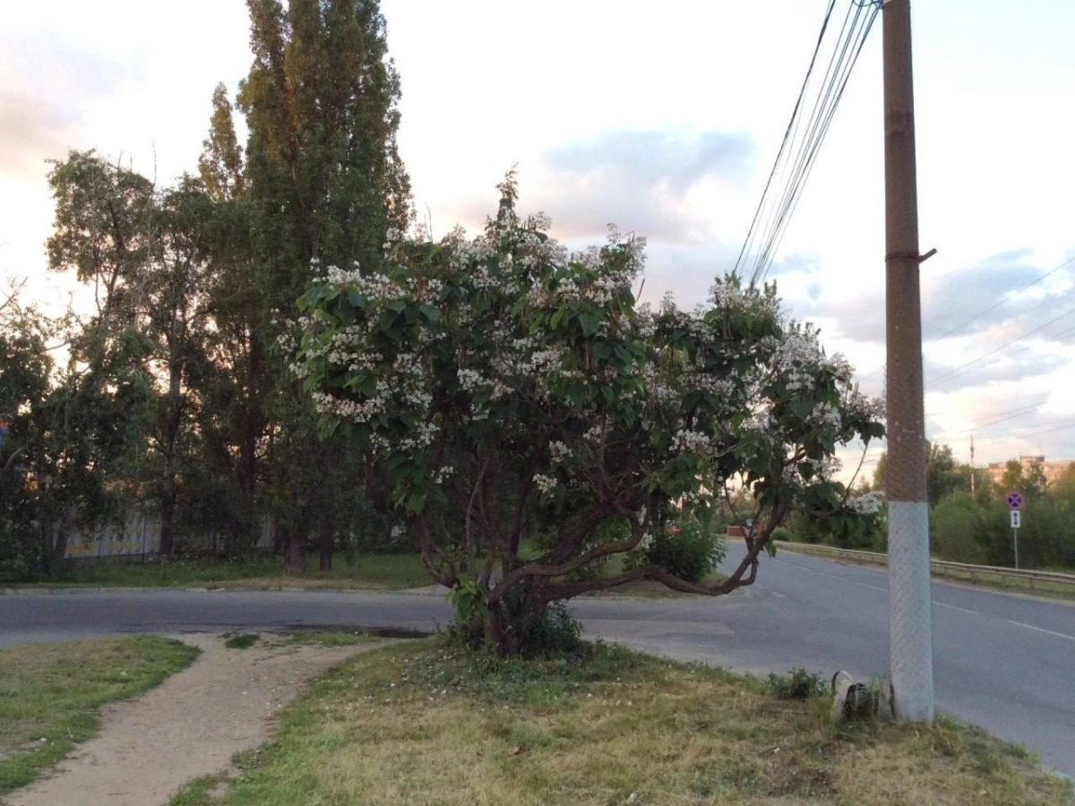 20-летний куст срубили в Сормовском районе