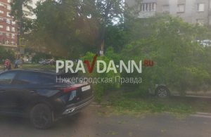 Пробка собирается на улице Ванеева из-за дерева, упавшего на автобус и машину