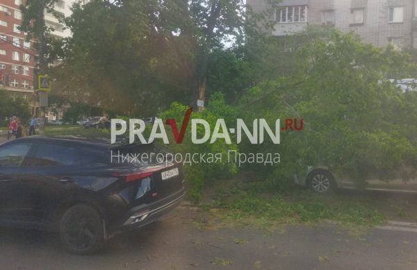 Пробка собирается на улице Ванеева из-за дерева, упавшего на автобус и машину