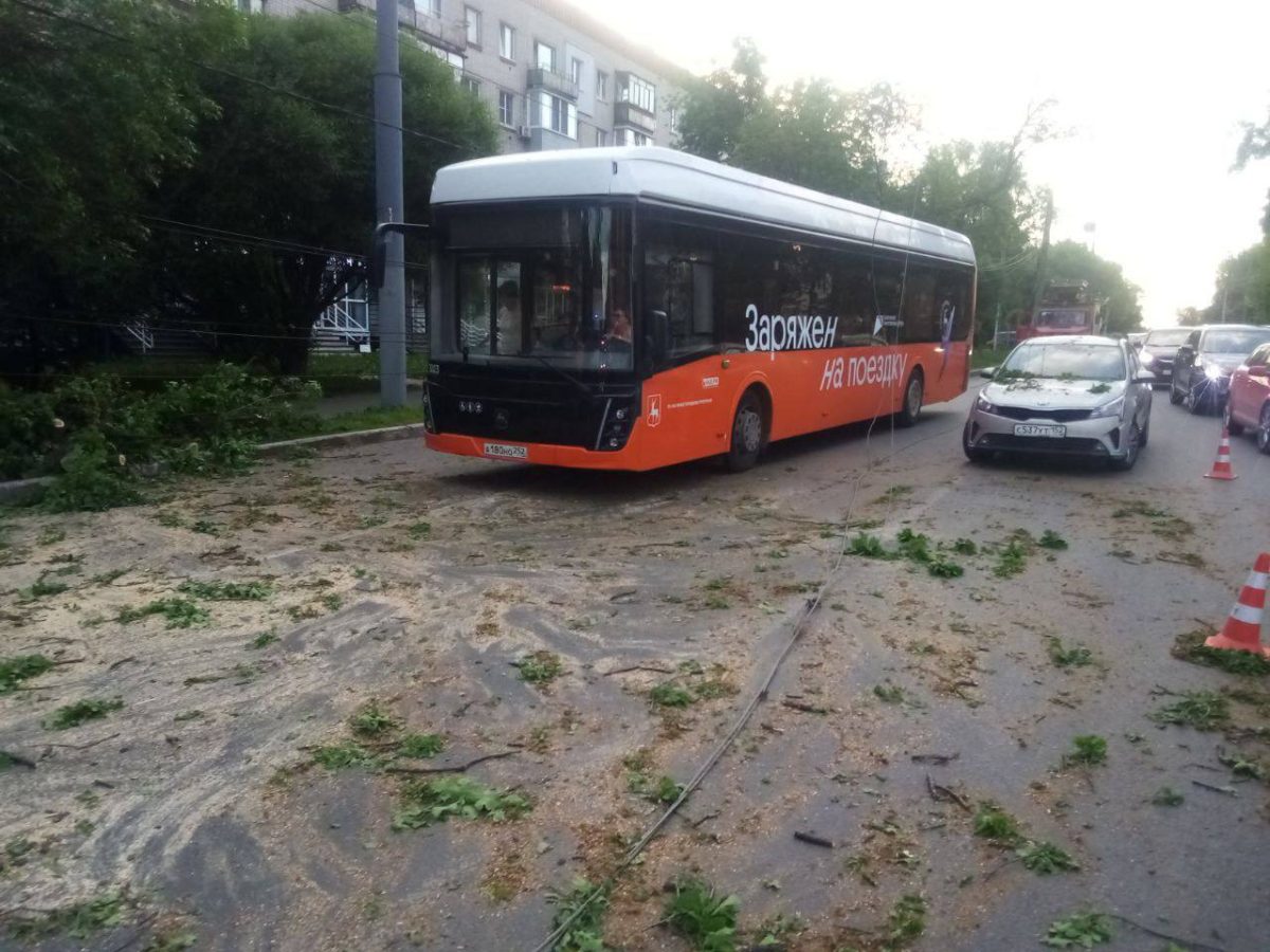 Спецслужбы убрали упавшее на автобус и машину дерево на улице Ванеева